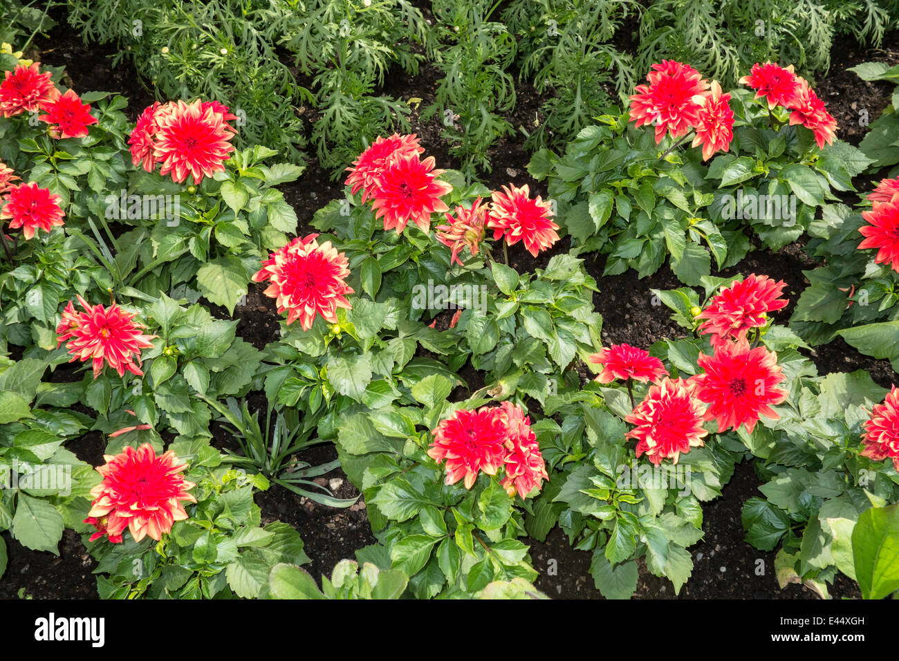 Arrière-plan de belles fleurs rouge Banque D'Images