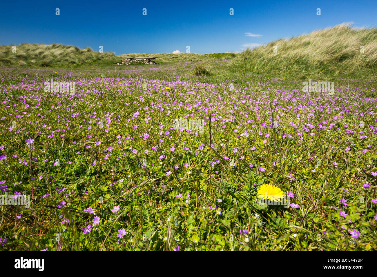 Fleurs sauvages sur l'Île Walney, Cumbria, UK. Banque D'Images