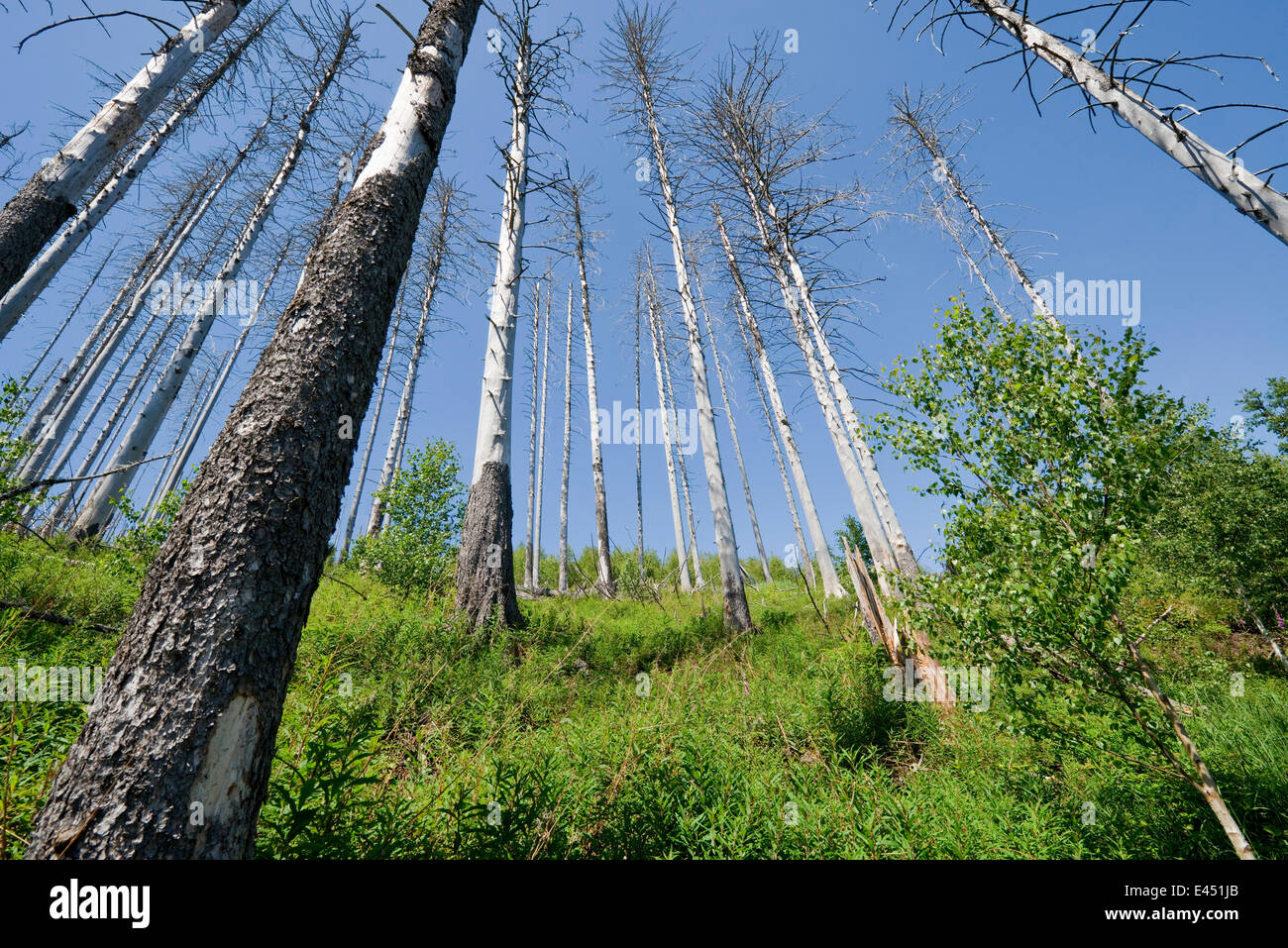 Les arbres morts Epicéa (Picea abies) après l'infestation et le broutage des huit dents de l'épinette (Ips typographus) Banque D'Images