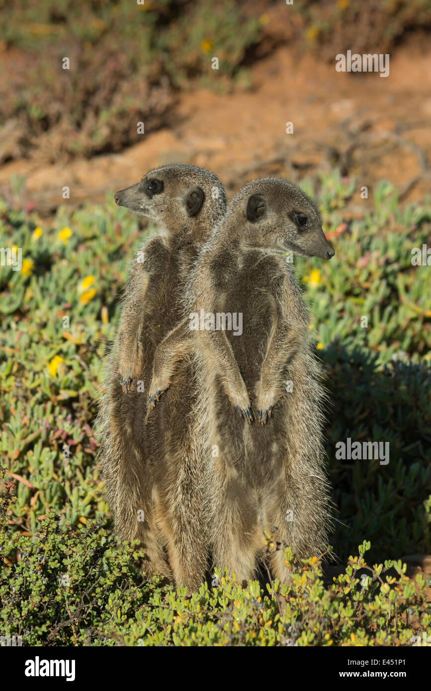 Deux Les suricates (Suricata suricatta) à la recherche dans des directions opposées, Petit Karoo, Province de Western Cape, Afrique du Sud Banque D'Images
