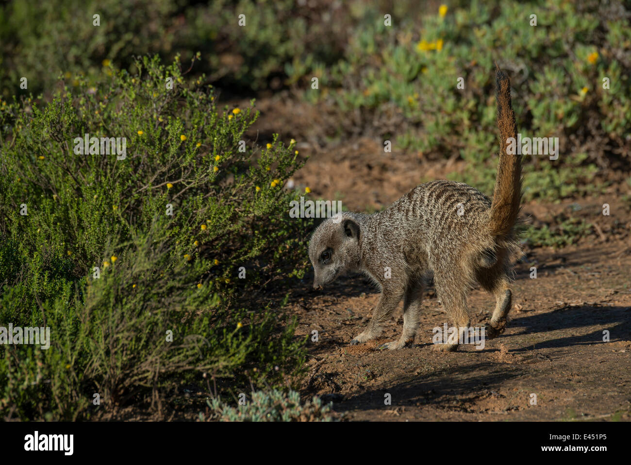 Meerkat (Suricata suricatta), alimentation, Petit Karoo, Province de Western Cape, Afrique du Sud Banque D'Images