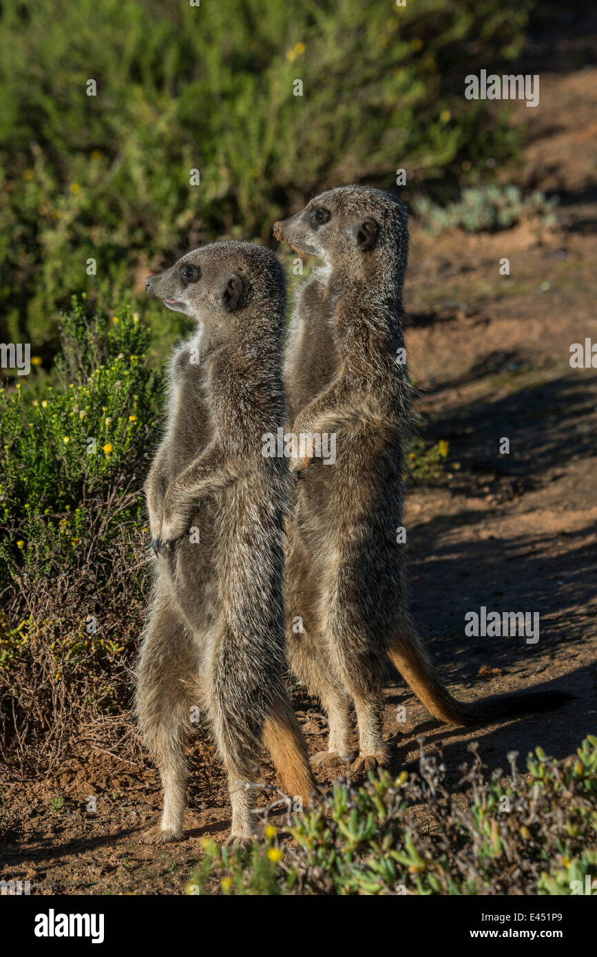 Deux Les suricates (Suricata suricatta), petit Karoo, Province de Western Cape, Afrique du Sud Banque D'Images