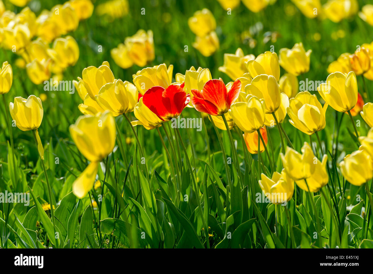 Tulipes rouges et jaunes (Tulipa), Hesse, Allemagne Banque D'Images