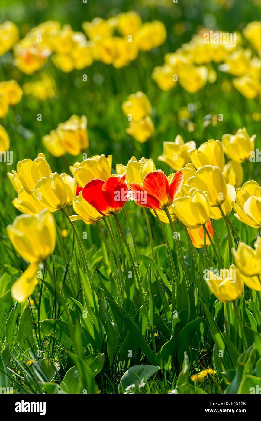 Tulipes rouges et jaunes (Tulipa), Hesse, Allemagne Banque D'Images