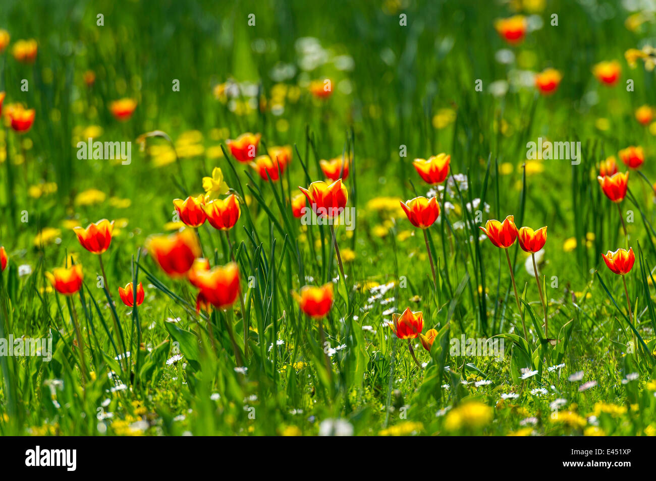 Tulipes rouges et jaunes (Tulipa) sur une prairie de fleurs, Hesse, Allemagne Banque D'Images