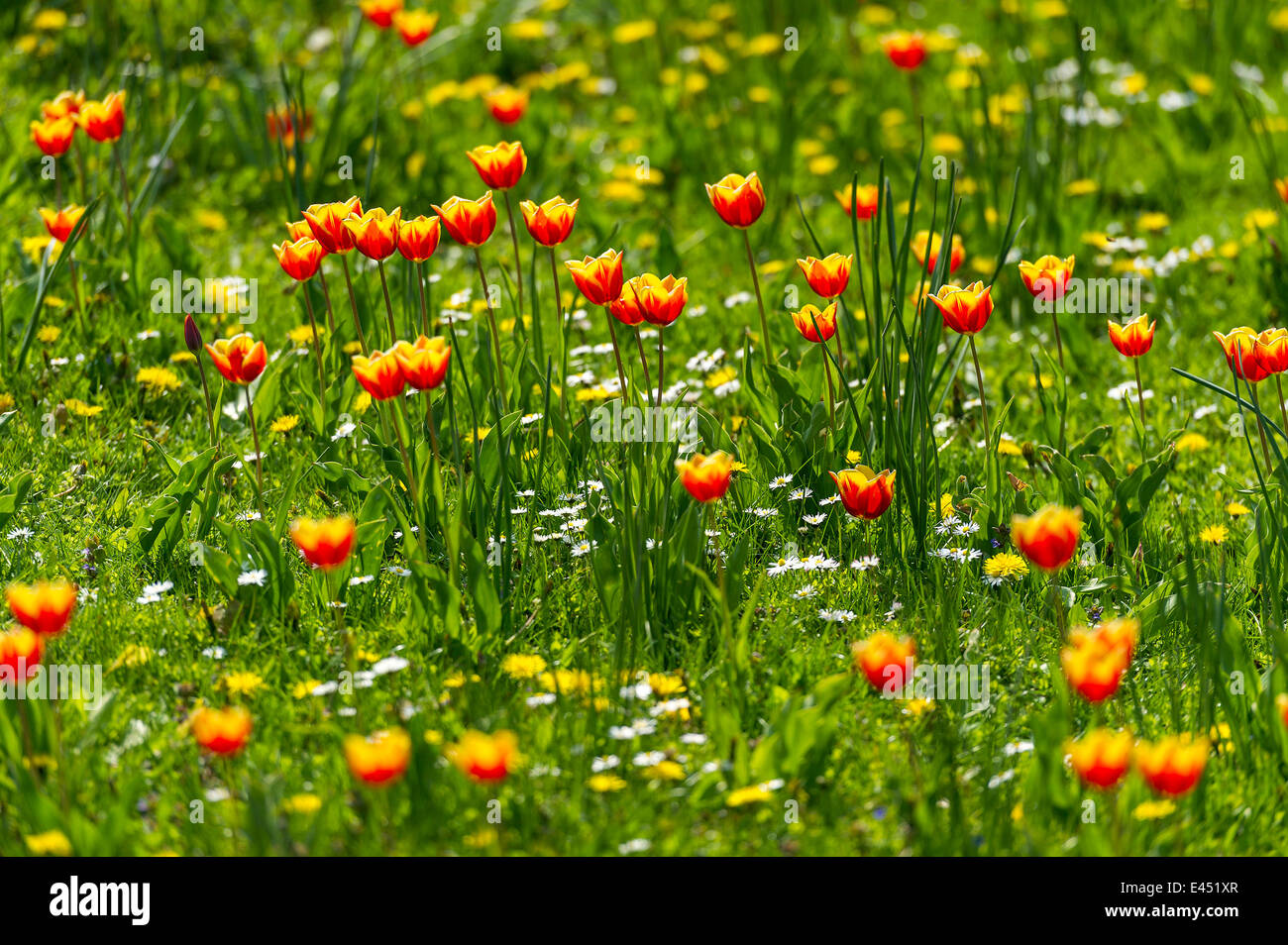 Tulipes rouges et jaunes (Tulipa) sur une prairie de fleurs, Hesse, Allemagne Banque D'Images