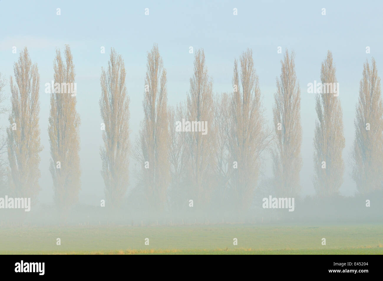 Rangée de peupliers (Populus nigra italica) dans le brouillard, Rheinberg, région du Bas Rhin, Rhénanie du Nord-Westphalie, Allemagne Banque D'Images