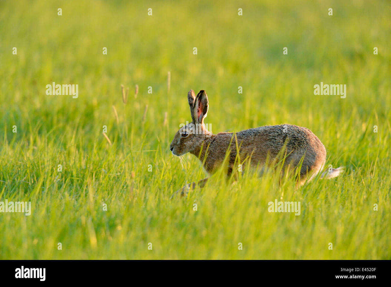 Lièvre européen ou Lièvre Brun (Lepus europaeus), sauter sur un pré, Burgenland, Autriche Banque D'Images