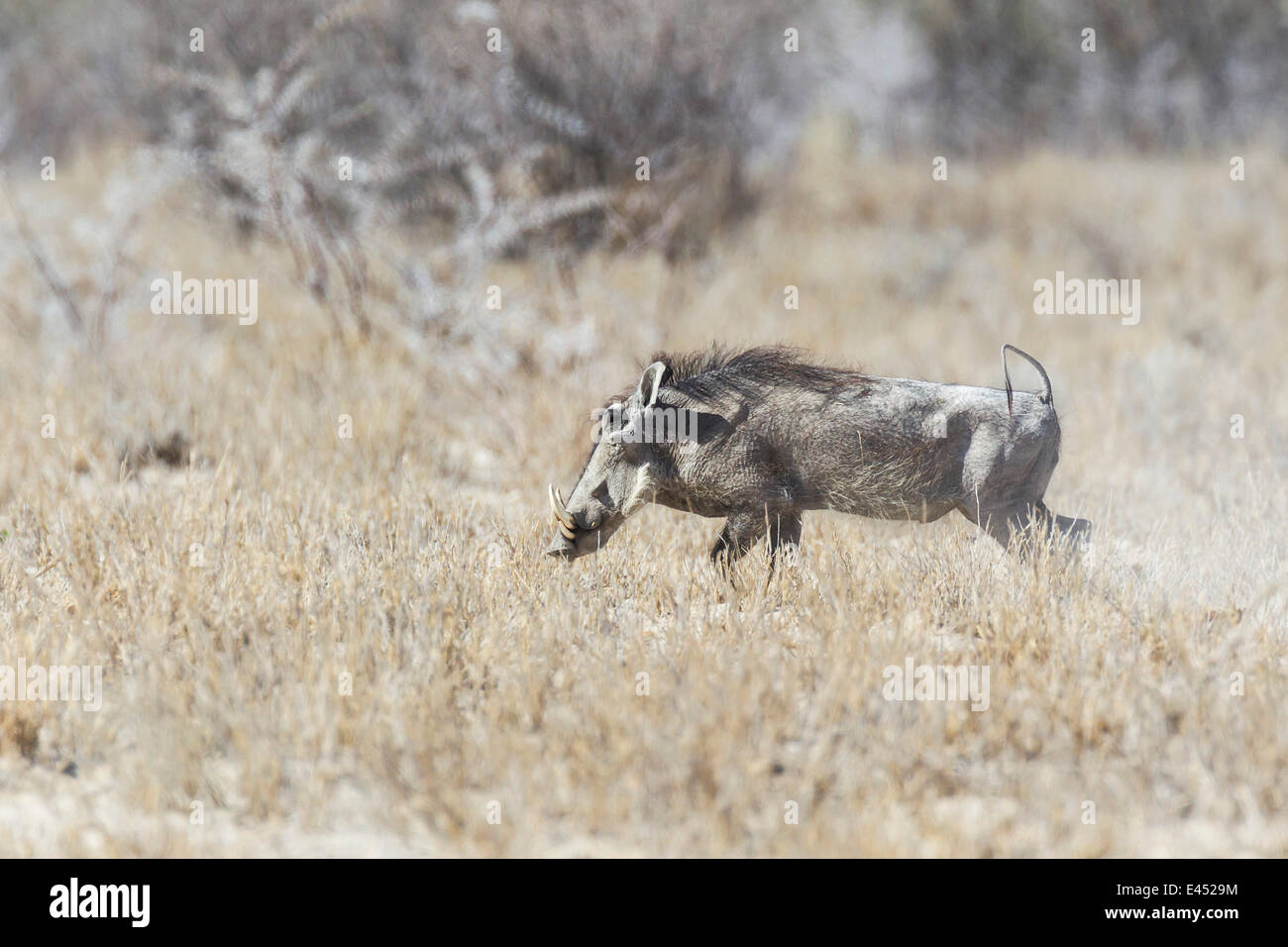 Phacochère (Phacochoerus africanus), Etosha National Park, Namibie Banque D'Images