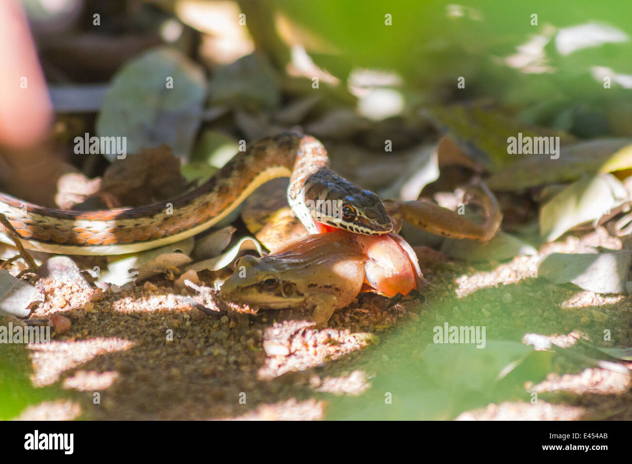 Petit serpent sable attraper et manger une grenouille Banque D'Images