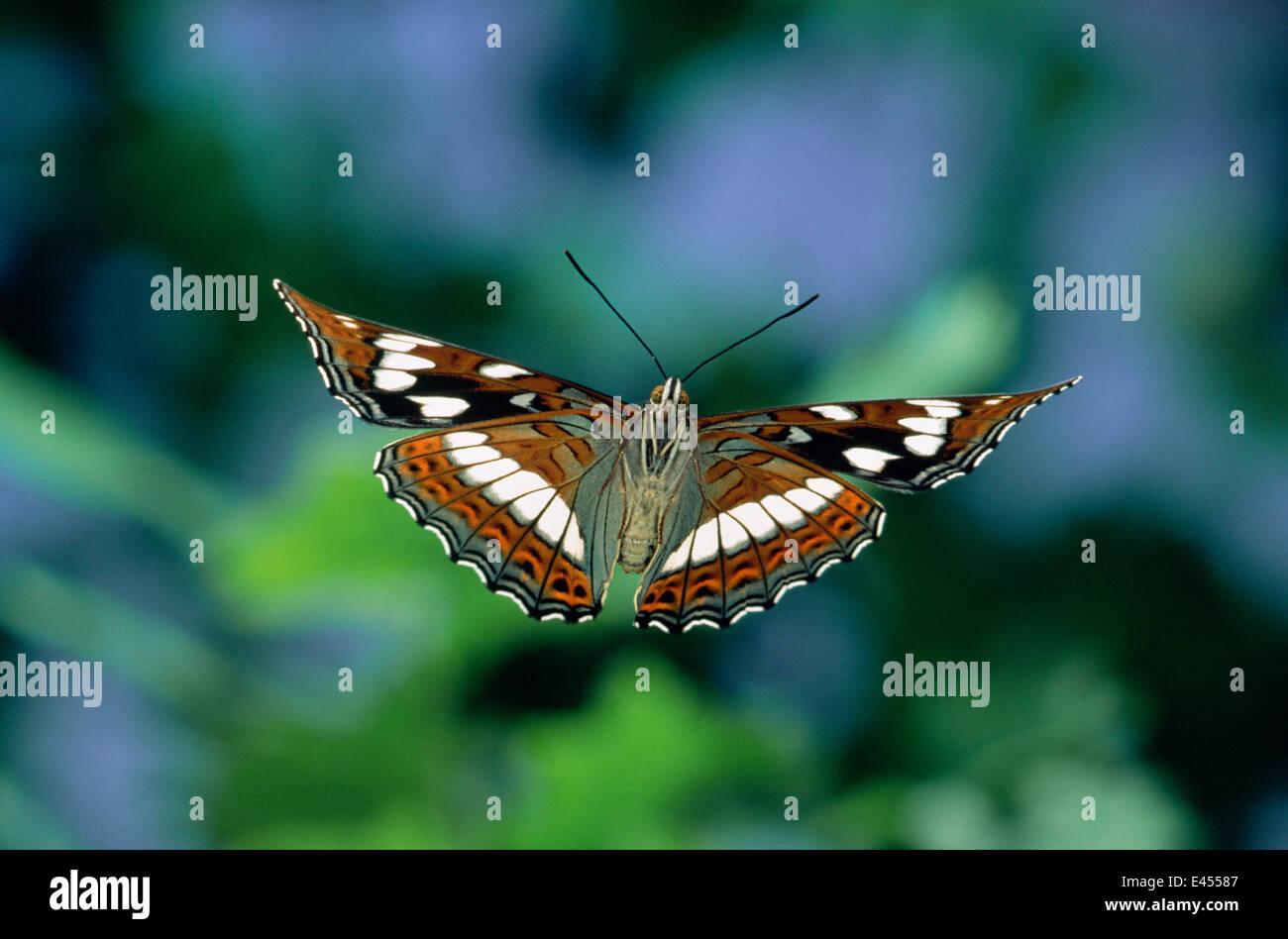 L'amiral peuplier vol de papillon (Limenitis populi) captive, l'Europe. Banque D'Images