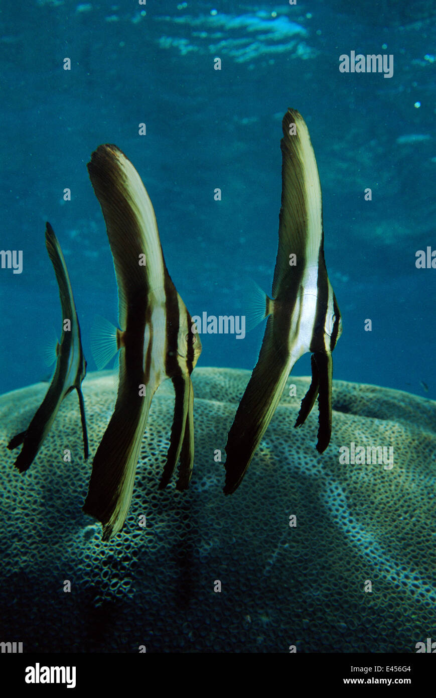Petit spadefish juvéniles, la réserve marine de Bunaken, Ssulawesi Banque D'Images