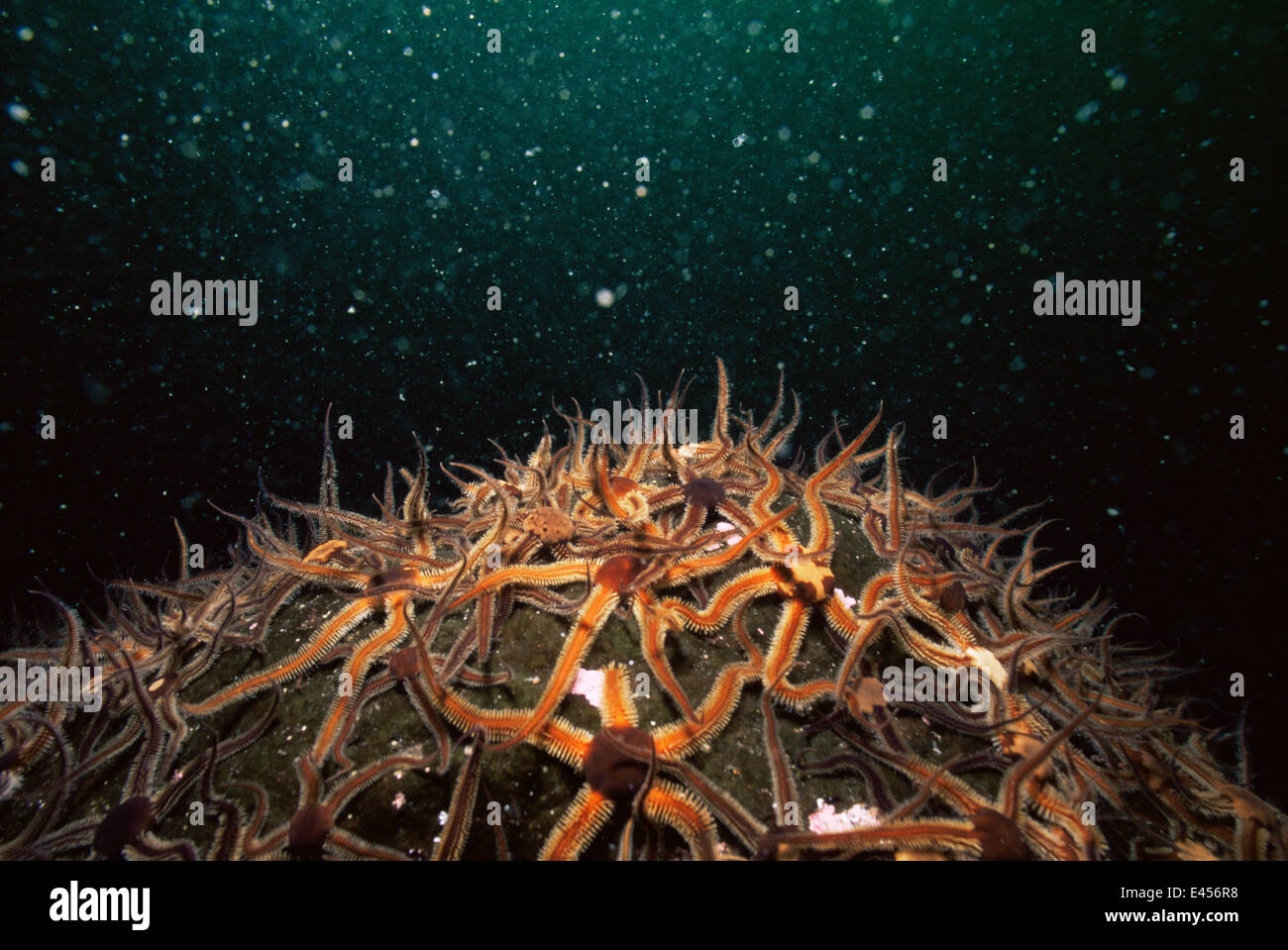 Les ophiures Ophiothrix fragilis (commun) sur le lit de la mer, de l'Écosse Banque D'Images