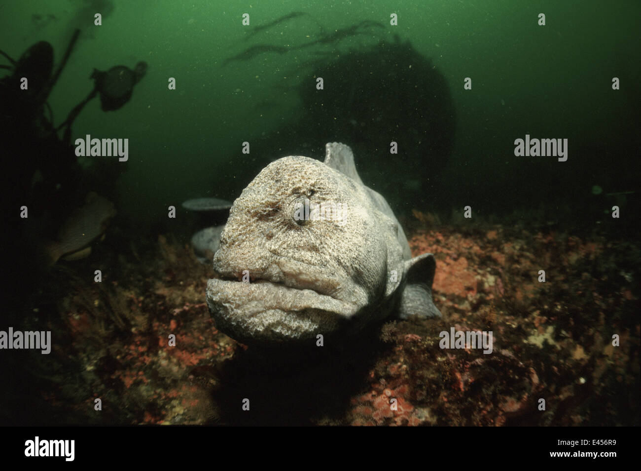 L'Anguille Loup (Anarhichthys ocellatus) de l'océan Pacifique, Canada Banque D'Images