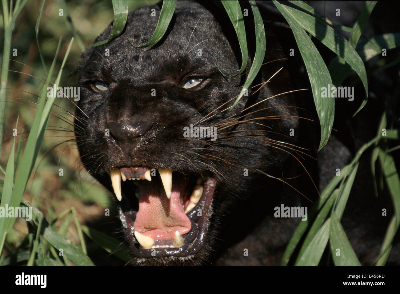 Melanistic (forme noire) leopard snarling, souvent appelé Black Panther (captive) Banque D'Images