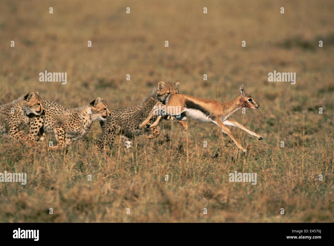 Cheetah cubs chasse, Masai Mara, Kenya. La poursuite de la gazelle de Thomson, fauve 'Frisky's' 3ème l'apprentissage de la litière Banque D'Images