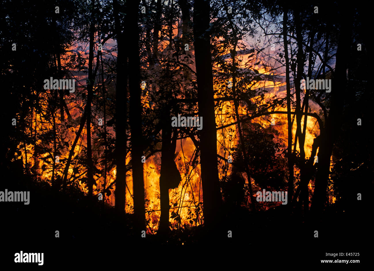 Coulée de feu correspondant et se déplaçant dans la forêt, Kimanura éruption volcanique des Virunga, NP, République démocratique du Congo (ex-Zaïre) Banque D'Images