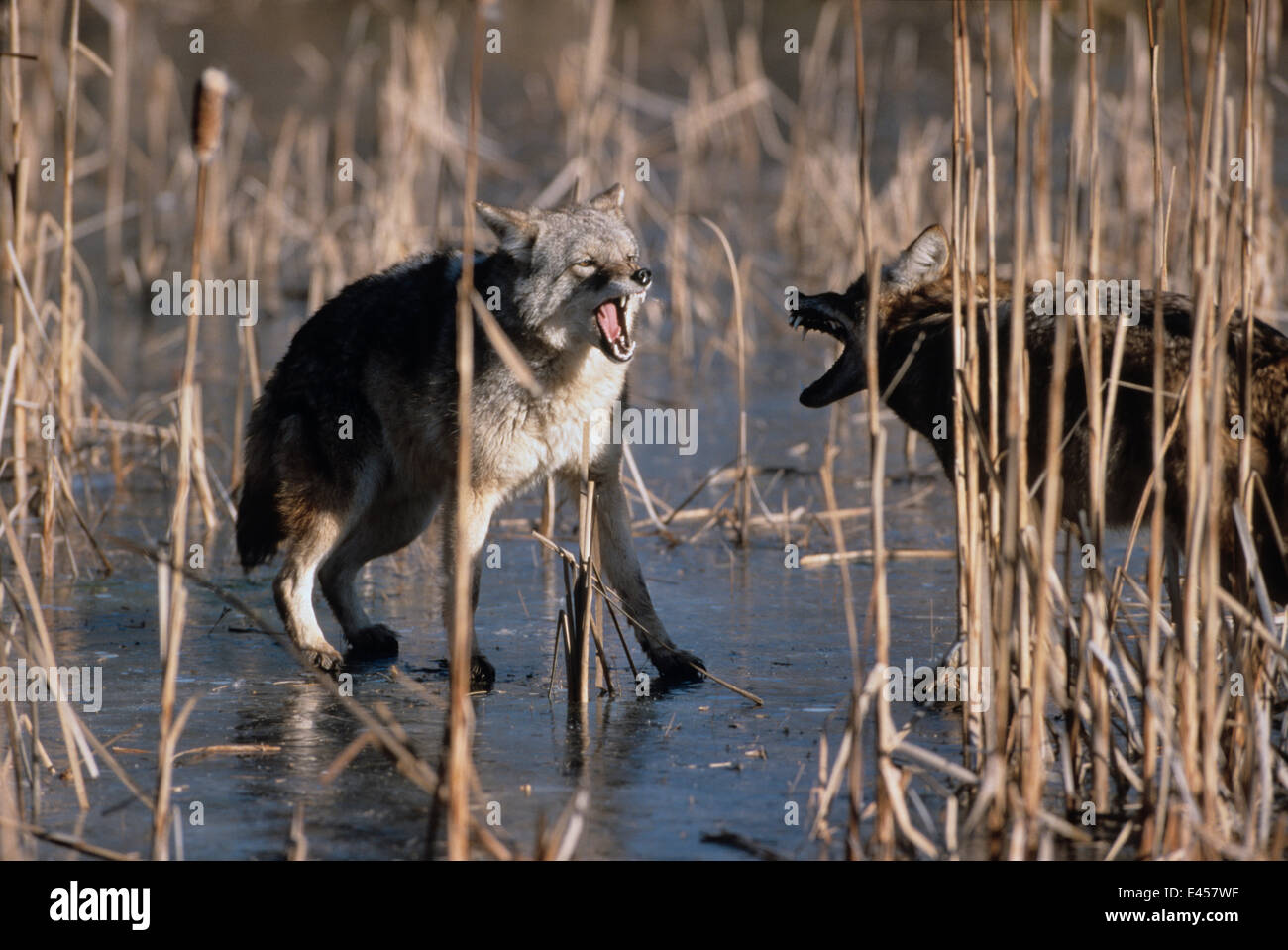 Deux Coyotes (Canis latrans} combats sur étang gelé, électrique River, Minnesota, USA, hiver Banque D'Images