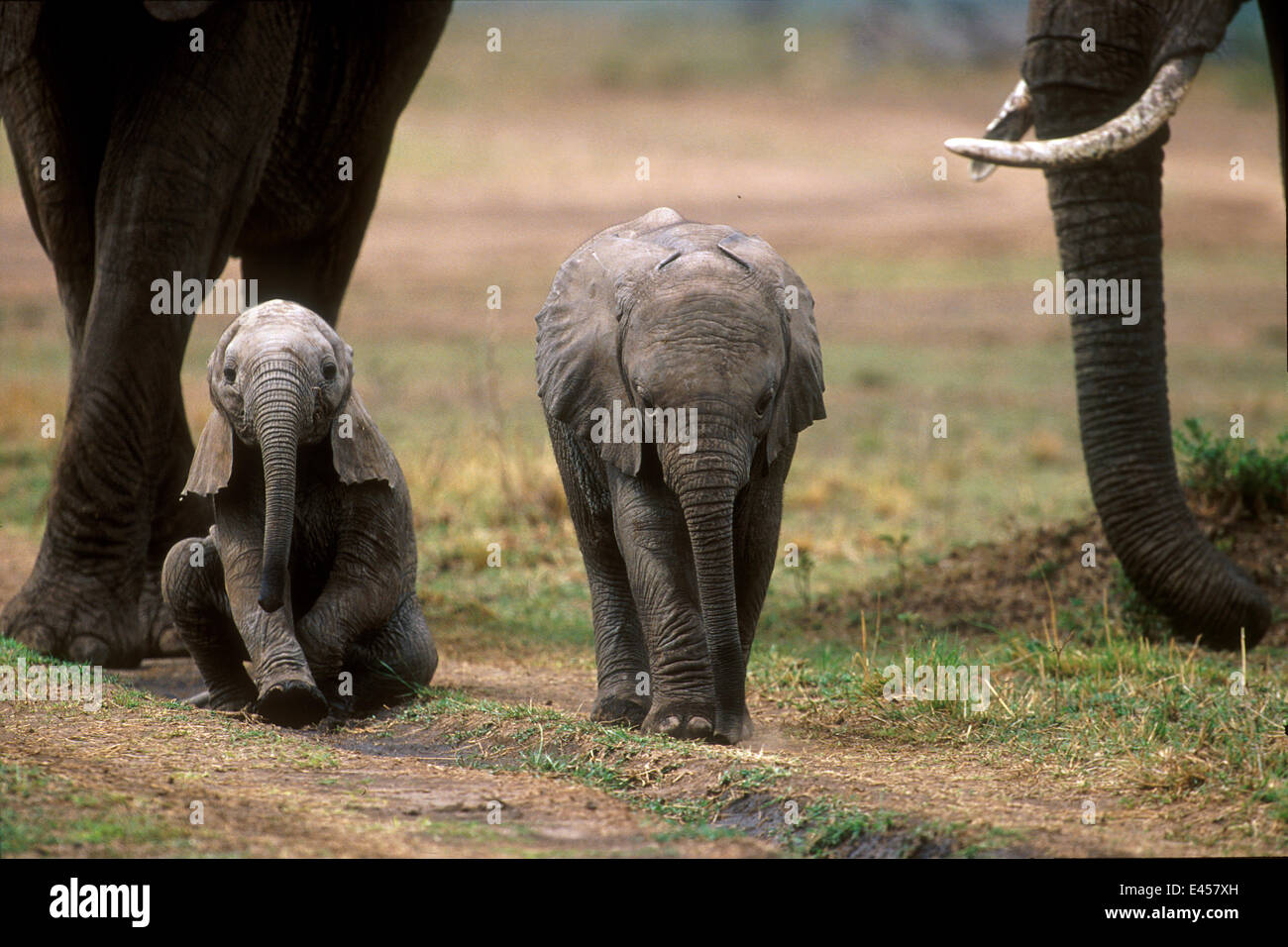 Elephants Sits Banque D Image Et Photos Alamy