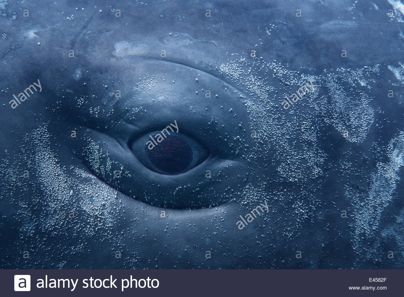 close-up-eye-sperm-whale-banque-d-image-et-photos-alamy