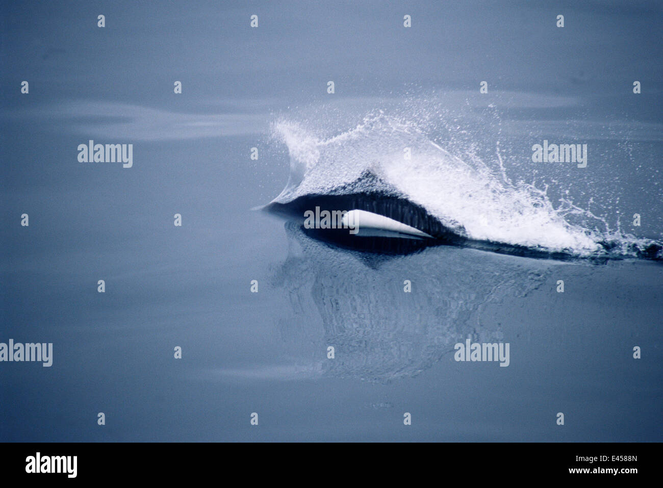 Les marsouins de Dall Rooster Tail} {comportement Phocoenoides dalli, baie de Monterey en Californie, Pacific Banque D'Images