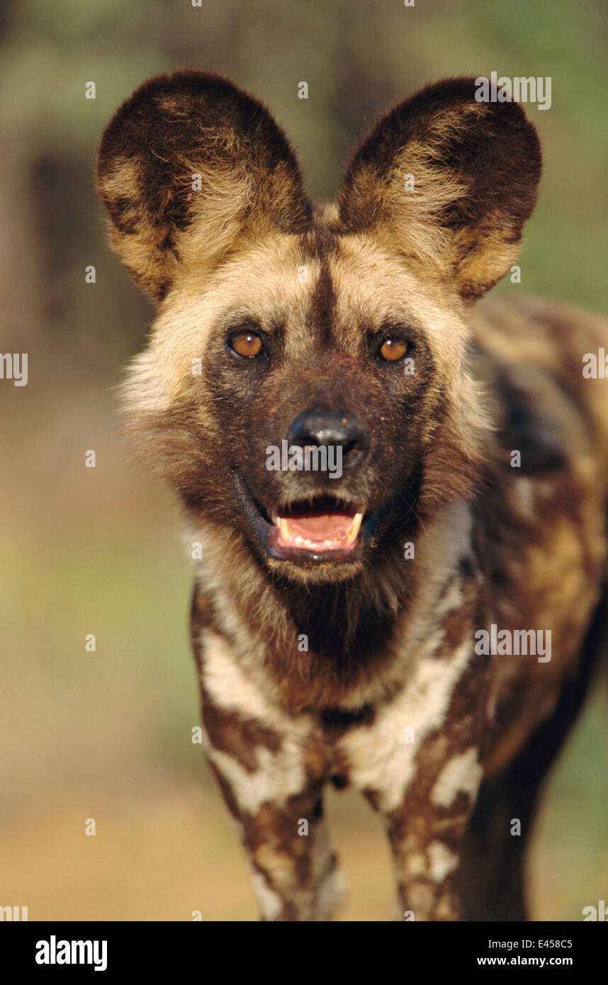 Portrait de chien sauvage d'Afrique} {Lycaon pictus la Namibie. Prises dans des conditions contrôlées. Banque D'Images