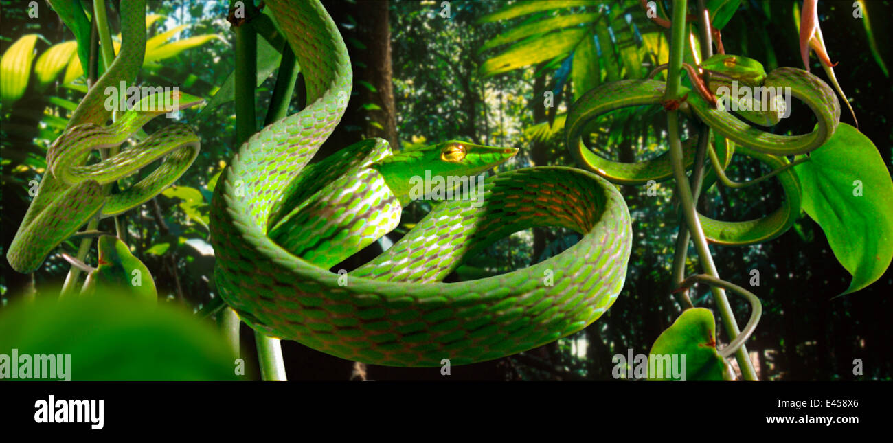 Les serpents de vigne (Dryophis nasuta) imiter vrilles enroulées de feuillage pour se cacher dans la forêt tropicale (résolution restriction - numérisés à partir de l'image, film étrange 'nature', série télé) Banque D'Images