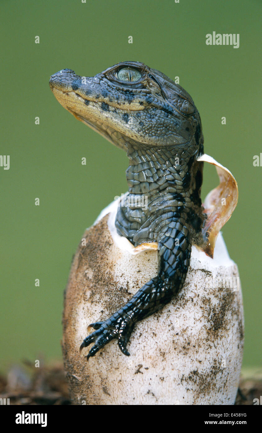 Nez large de l'œuf à couver caiman Caiman latirostris {} Sante Fe, l'Argentine - Projet Banque D'Images