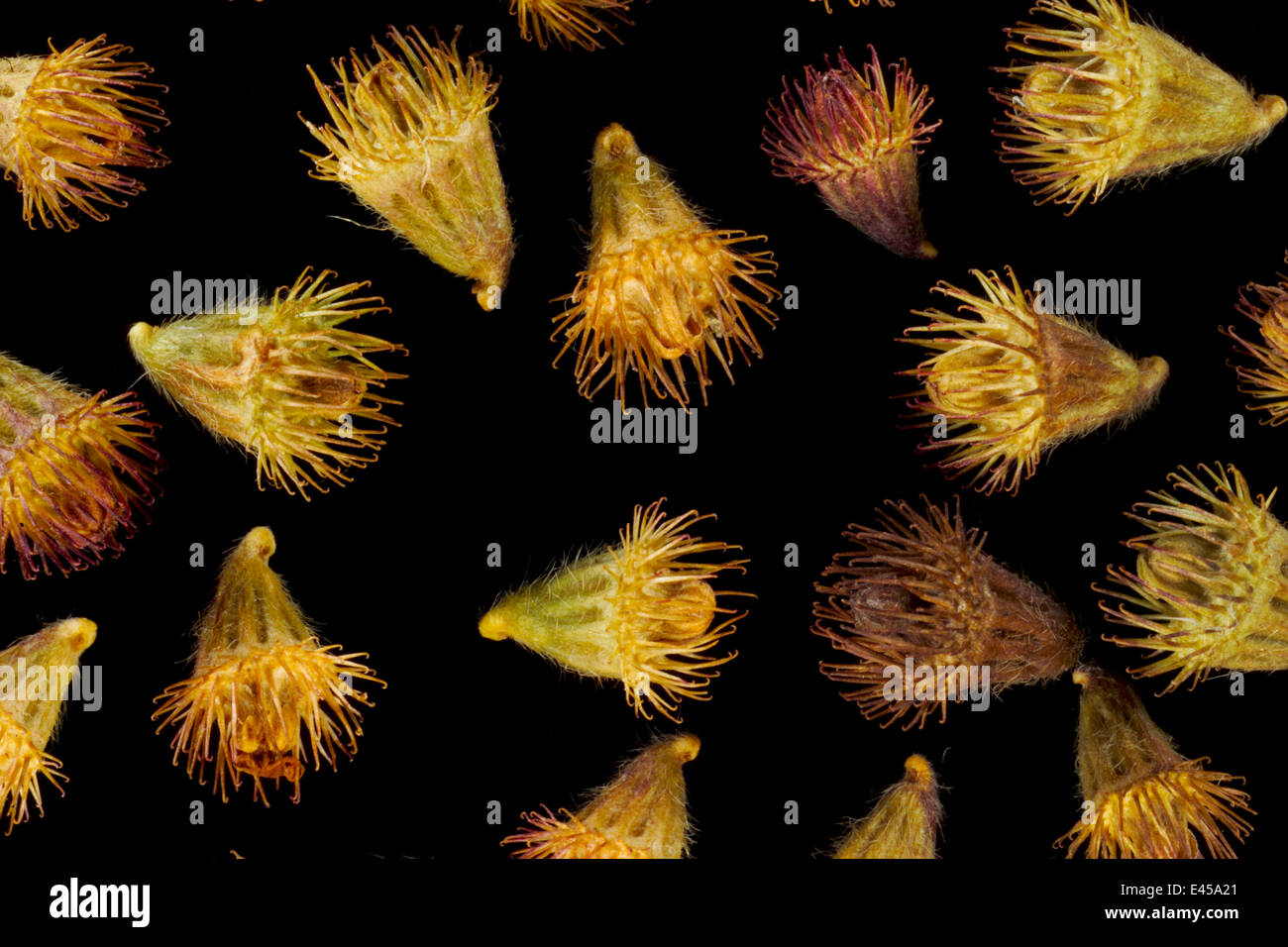 Têtes de graine d'groovebur (Agrimonia eupatoria) Europe. Les graines de fraises de permettre des connexions entre la semence et la fourrure des animaux ou des peuples vêtements, assurant ainsi la dispersion des graines. Banque D'Images