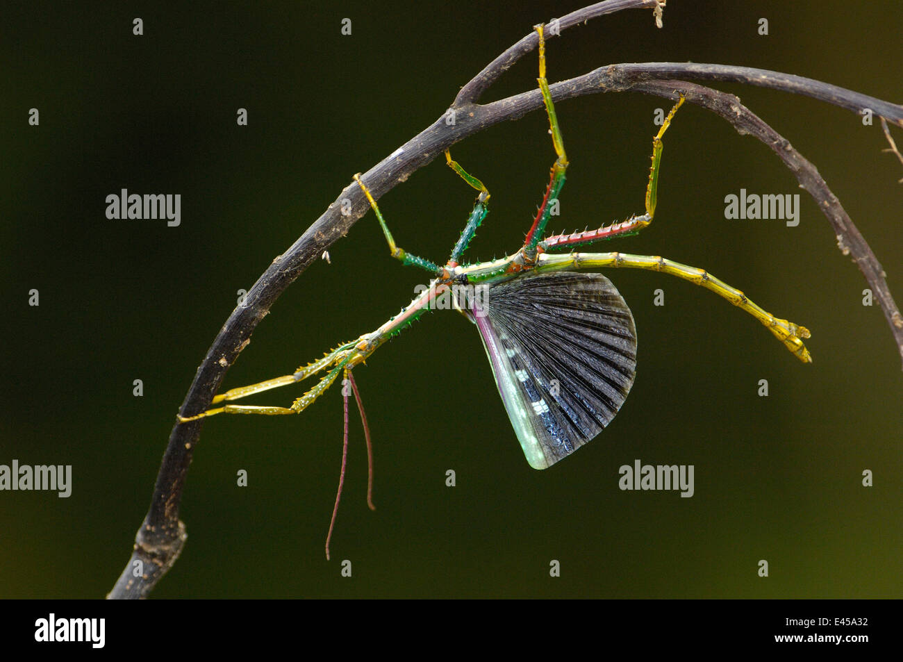 Phasme (Phasma chrysoptera) affichage, l'Est de Madagascar, forêt tropicale endémique Banque D'Images