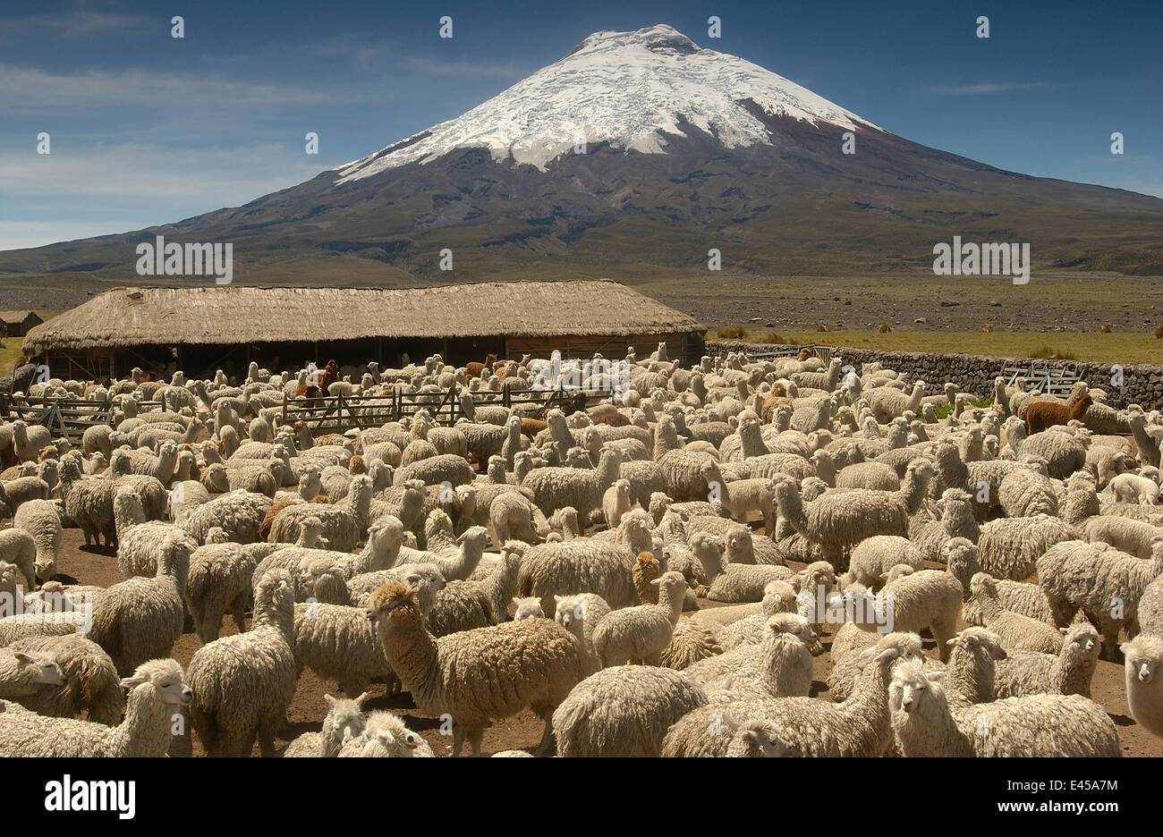 Volcan Cotopaxi (5897 mètres) et leur troupeau d'alpagas (Lama pacos), plus haut volcan actif du monde, entouré de Paramo, de l'habitat Parc National Cotopaxi, Equateur, Andes Banque D'Images