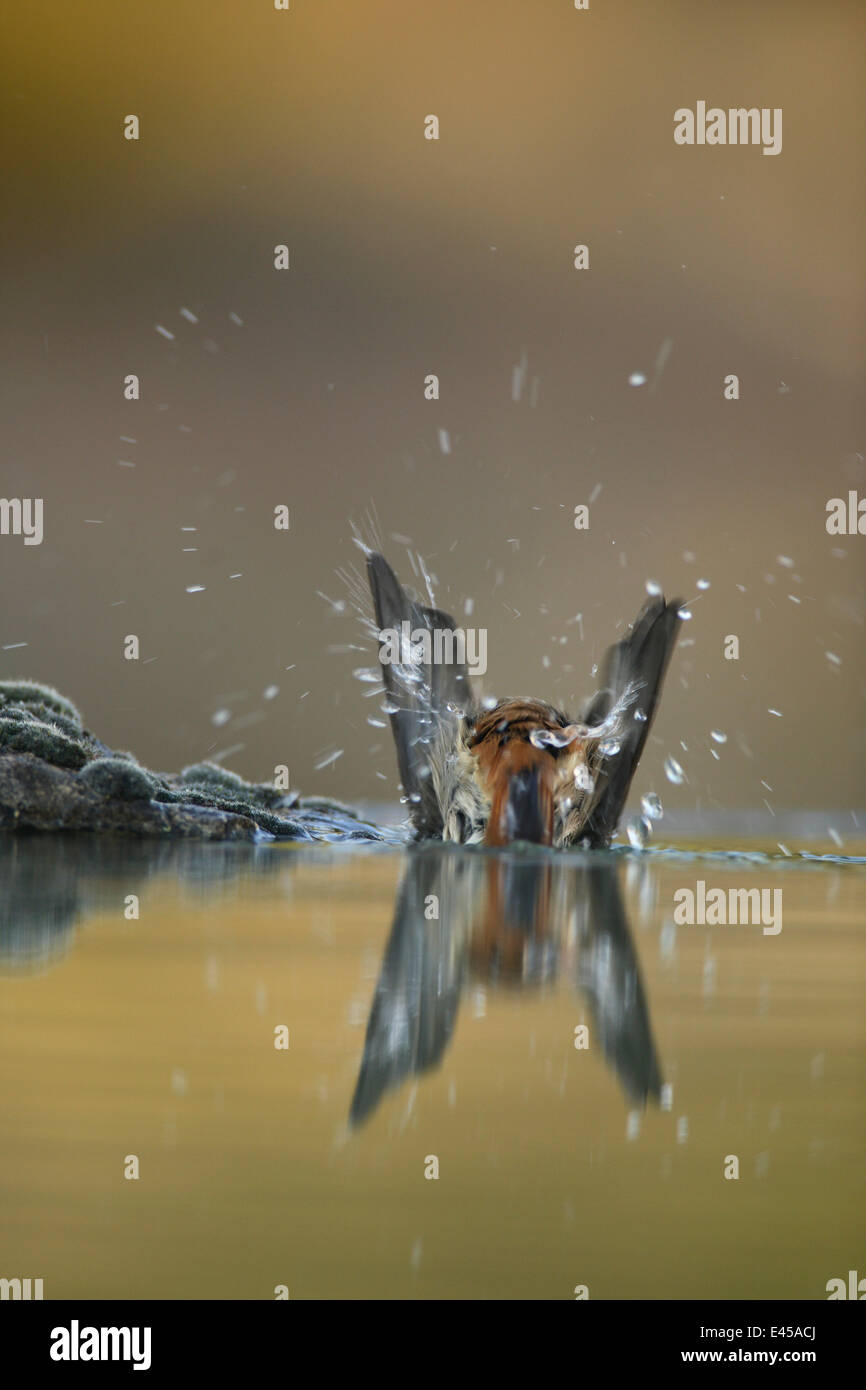 Rougequeue noir Phoenicurus ochruros {} le lavage à l'eau, Espagne Banque D'Images