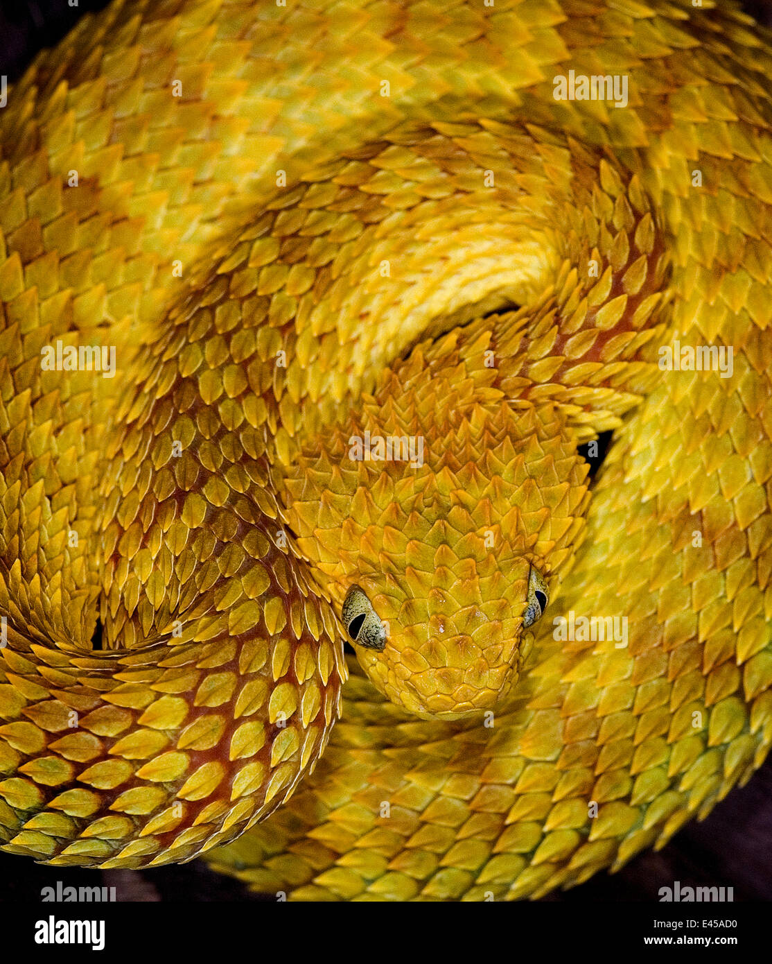 Variable / bush africain Atheris squamiger serpent viper {} captive, se produit l'Afrique équatoriale Banque D'Images
