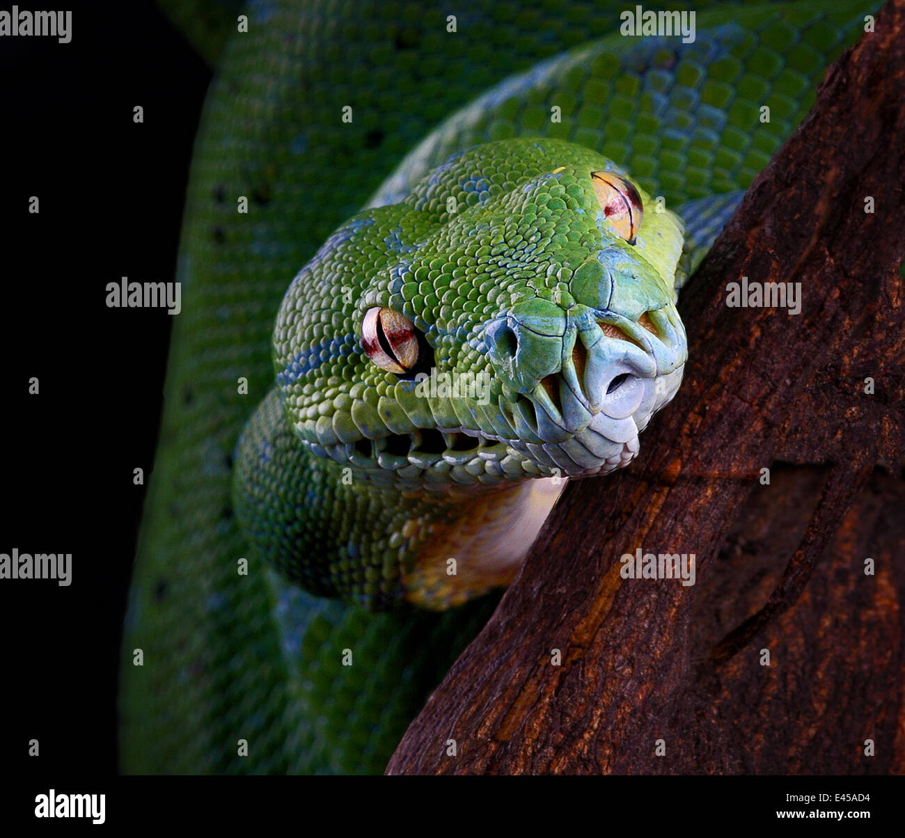 Arbre vert serpent Python / Chondopython {Morelia viridis} portrait, captive, se produit la Papouasie-Nouvelle-Guinée et en Indonésie Banque D'Images