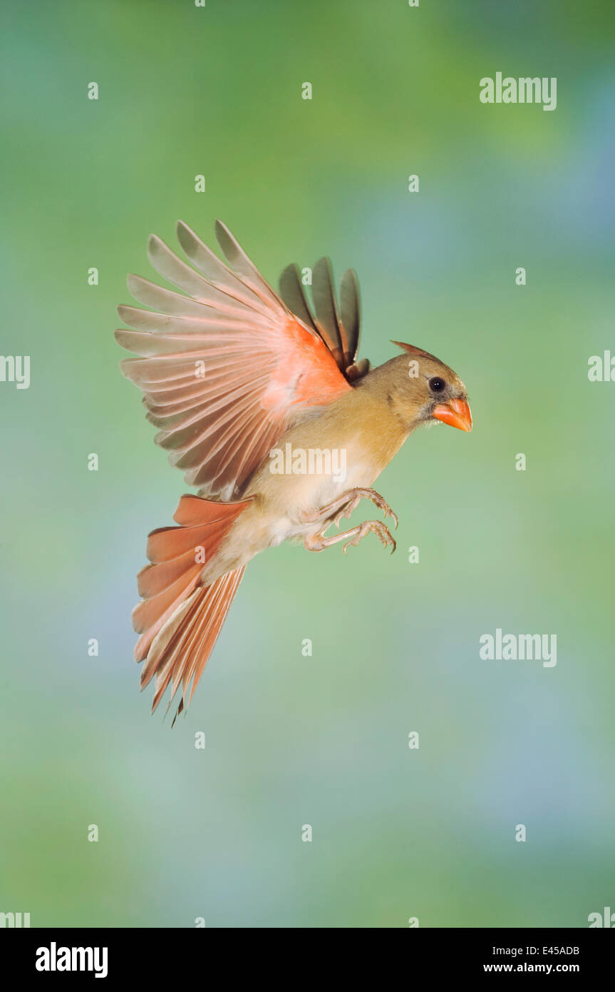 Cardinal rouge Cardinalis cardinalis} {femme en vol, Hill Country, Texas, États-Unis Banque D'Images