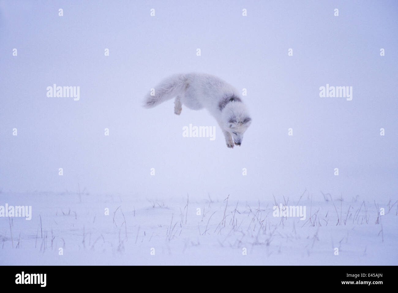 Le renard arctique (Alopex lagopus} la chasse les rongeurs sous la neige, versant nord, l'Alaska. 2/3 séquence. Banque D'Images