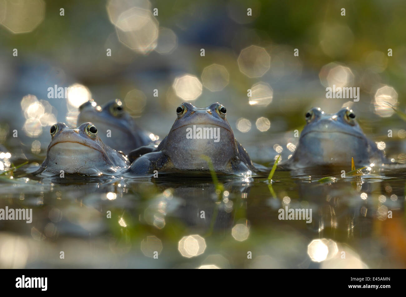Moor frog (Rana arvalis) groupe d'hommes dans l'eau, de l'Allemagne Banque D'Images