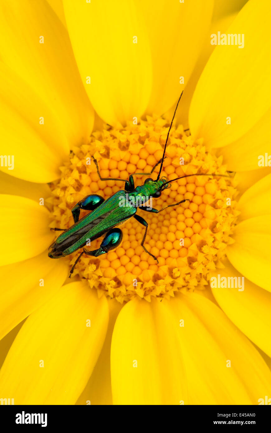 Fleurs à pattes épaisses beetle {Oedemera nobilis} {marigold sur le maïs Chrysanthemum segetum}, Cornwall. UK Banque D'Images