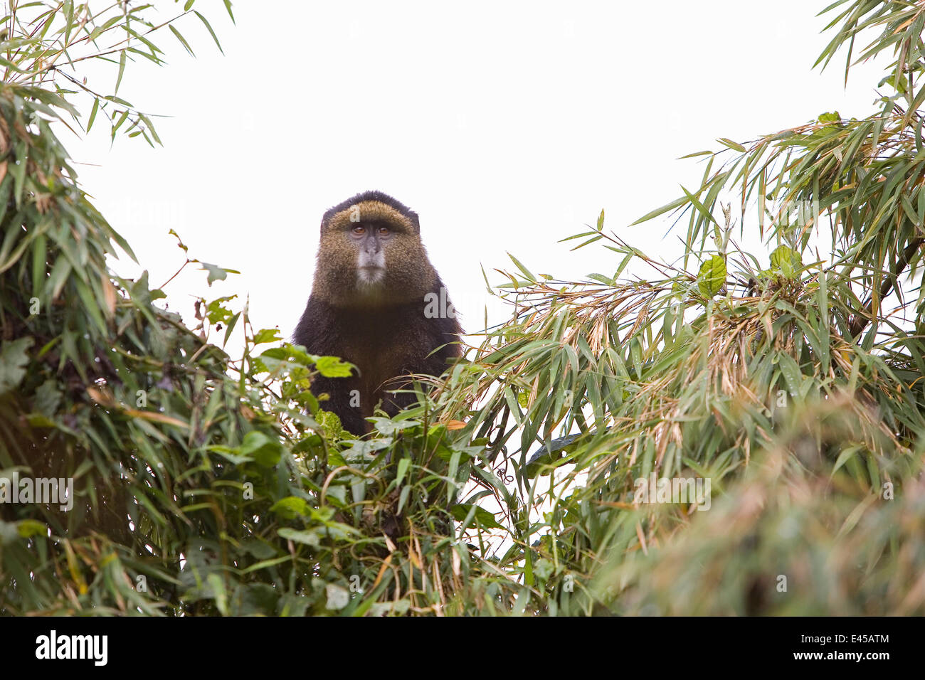 Le singe doré (Cercopithecus mitis kandti) vu de l'arbre, Parc national des volcans, Rwanda Banque D'Images