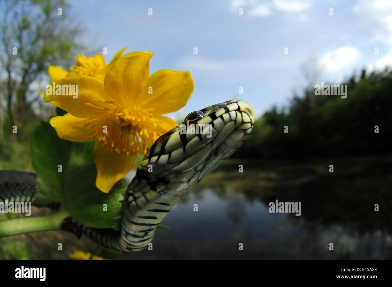 Couleuvre à collier (Natrix natrix) à côté de populage des marais fleur dans l'habitat riverain, Allemagne Banque D'Images