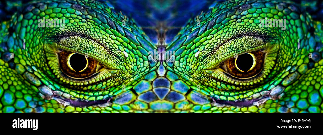 Close up des yeux d'{} iguana Iguana iguana composite Banque D'Images