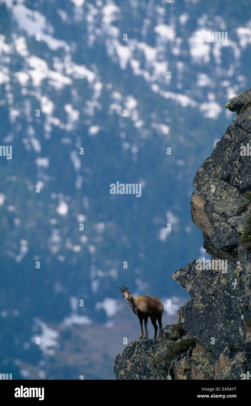 Isards (Rupicapra pyrenaica} on mountain ledge, Pyrénées, Espagne Banque D'Images