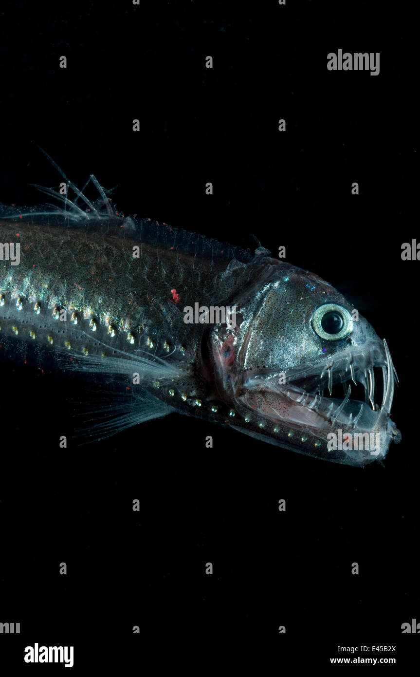 Chauliodus sloani Viperfish {} Atlantic Banque D'Images