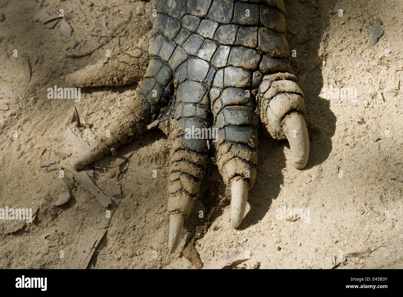 Crocodile feet Banque de photographies et d’images à haute résolution