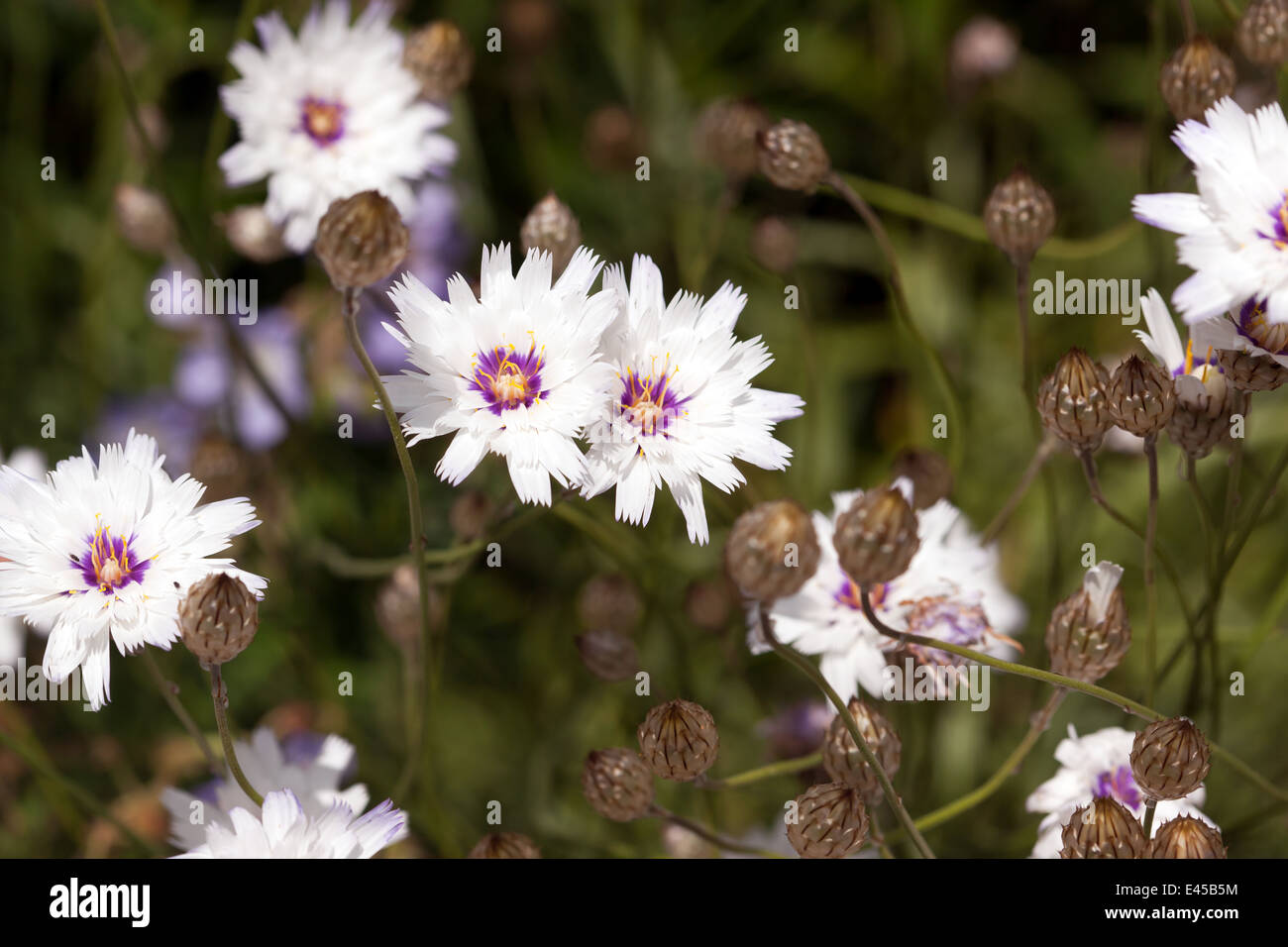 Catananche caerulea 'Image de Amor White' Banque D'Images