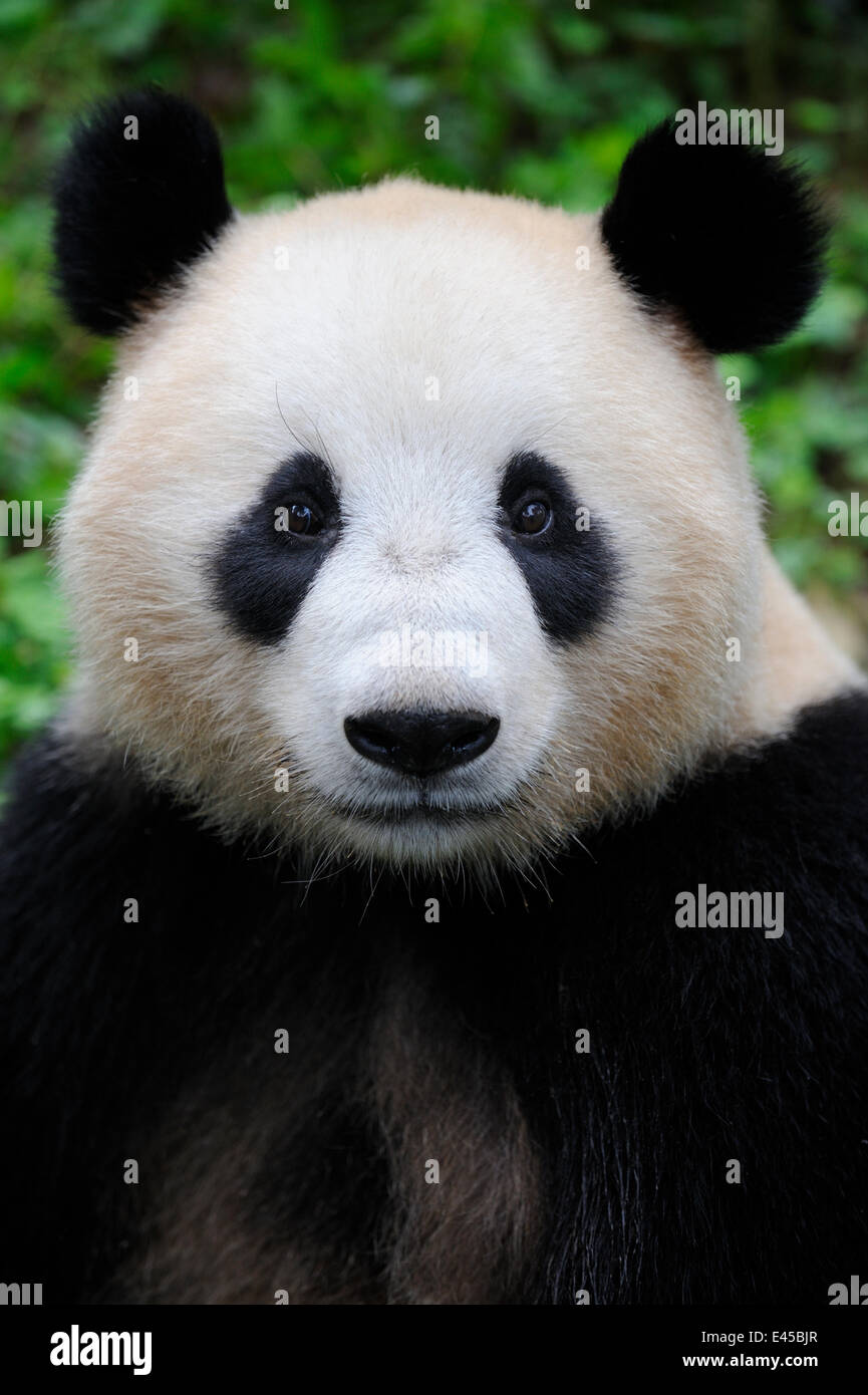 Tête portrait d'un grand panda (Ailuropoda melanoleuca) Bifengxia Panda Géant Centre de conservation et de reproduction, Yaan, Sichuan, Chine Banque D'Images