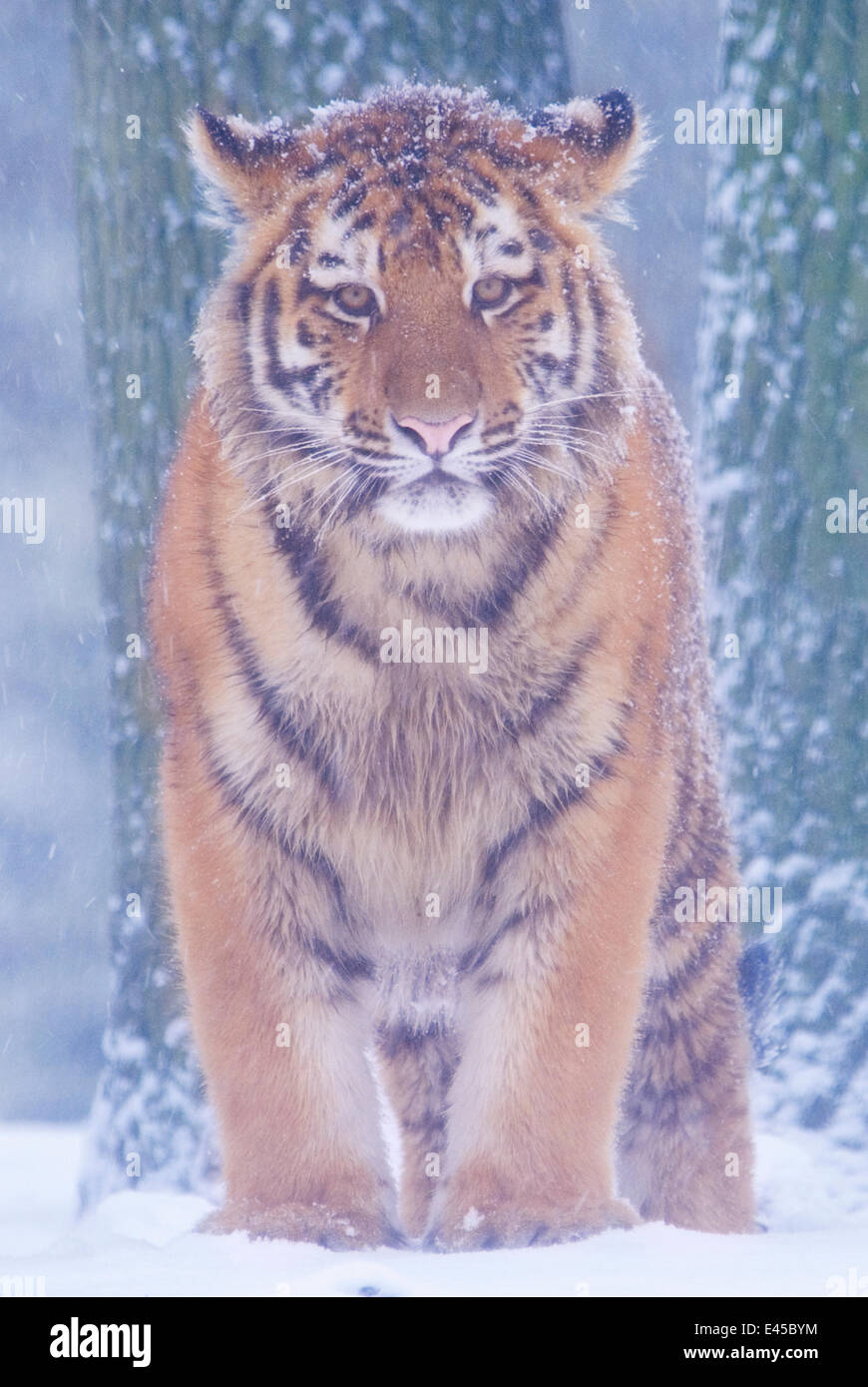 Tigre de Sibérie Panthera tigris altaica} {dans une tempête de neige, captive Banque D'Images