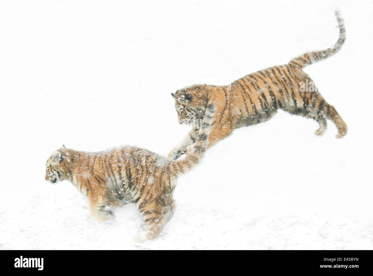 Deux tigres de Sibérie (Panthera tigris altaica} sautant dans la neige, captive Banque D'Images