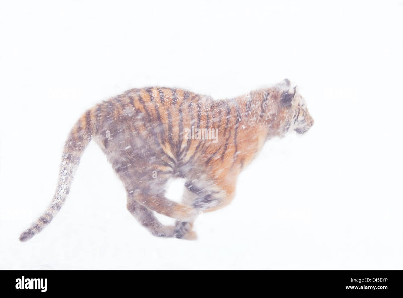 Tigre de Sibérie Panthera tigris altaica} {tournant dans la neige, captive Banque D'Images