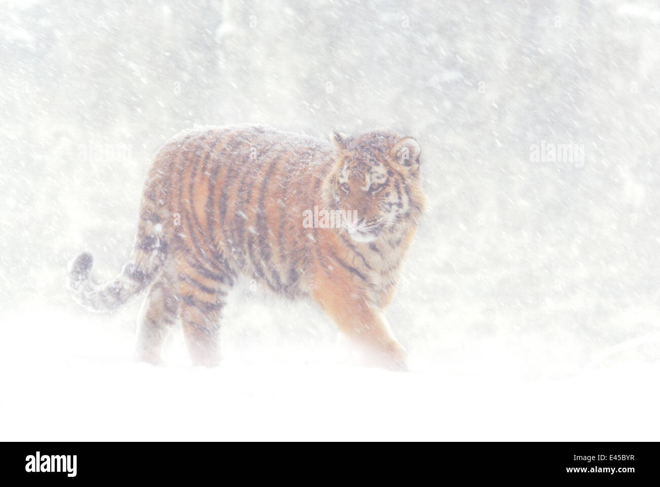 Tigre de Sibérie Panthera tigris altaica} {dans une tempête de neige, captive Banque D'Images